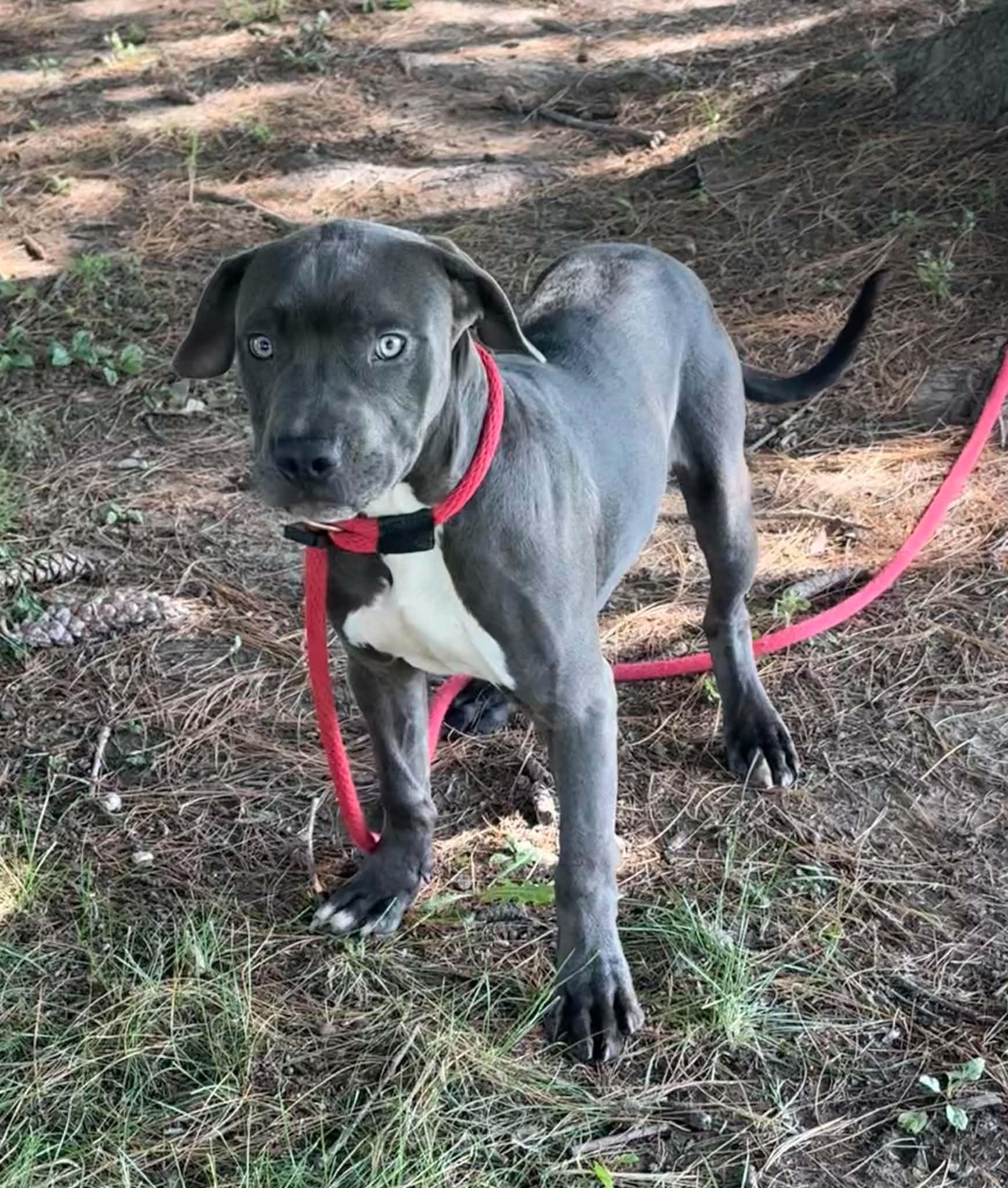 Enlarge Roger, a Adopted mixed breed in Springfield, IL image 3/5