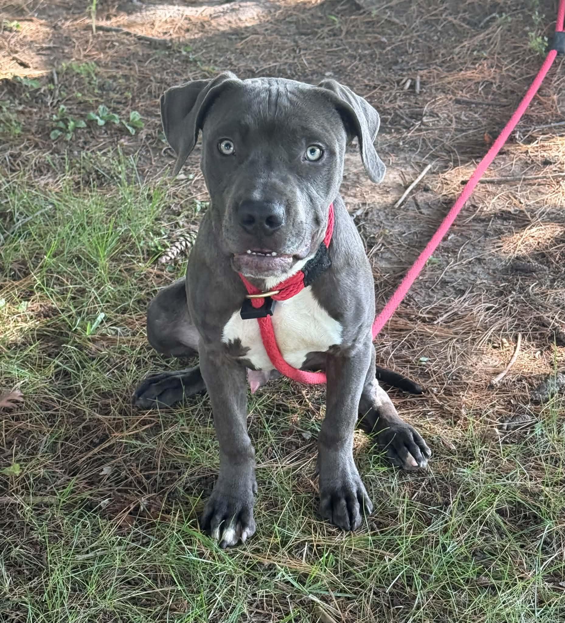 Enlarge Roger, a Adopted mixed breed in Springfield, IL image 1/5