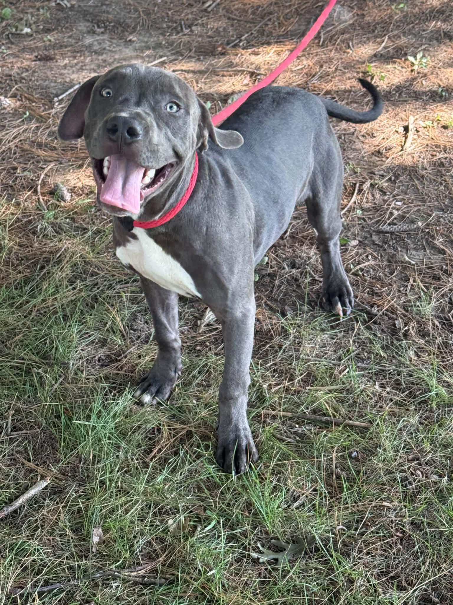 Enlarge Roger, a Adopted mixed breed in Springfield, IL image 4/5