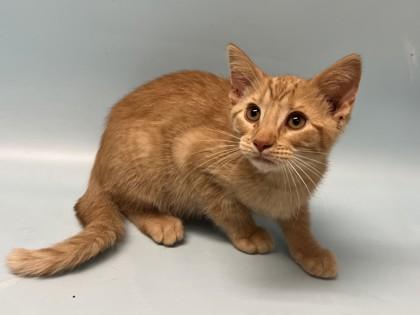 Sunfire, Adoptable, Kitten Male Domestic Short Hair & Domestic Short Hair.
