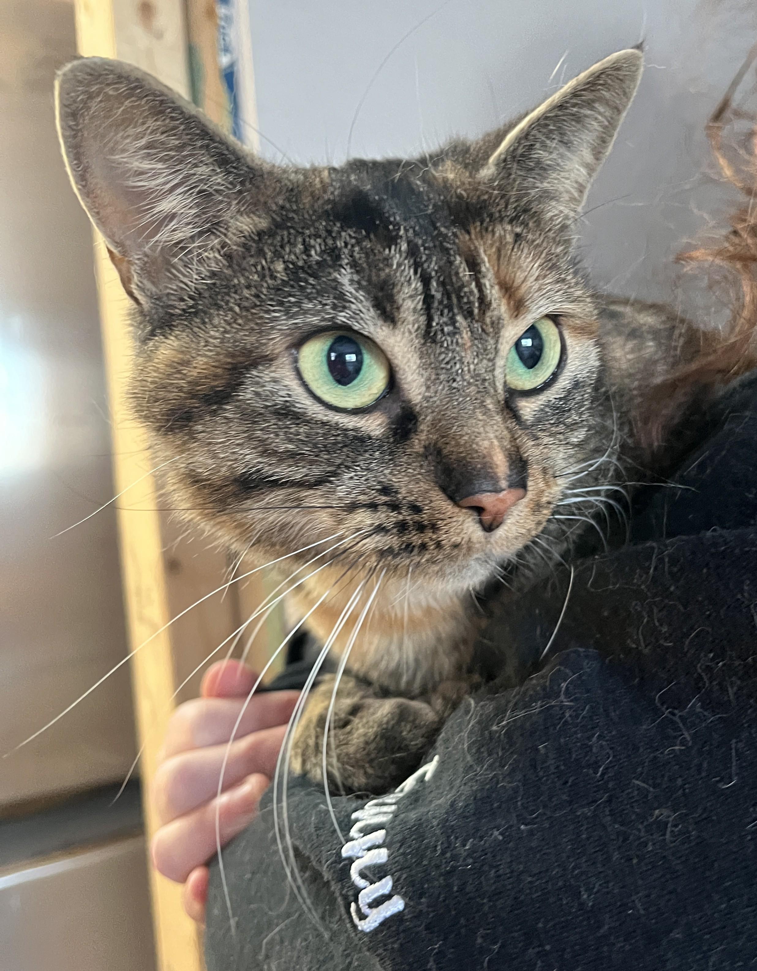 ZOÉ (CR/SC), a Adoptable Domestic Short Hair in Sainte-Angele-de-Monnoir, QC image 1/6