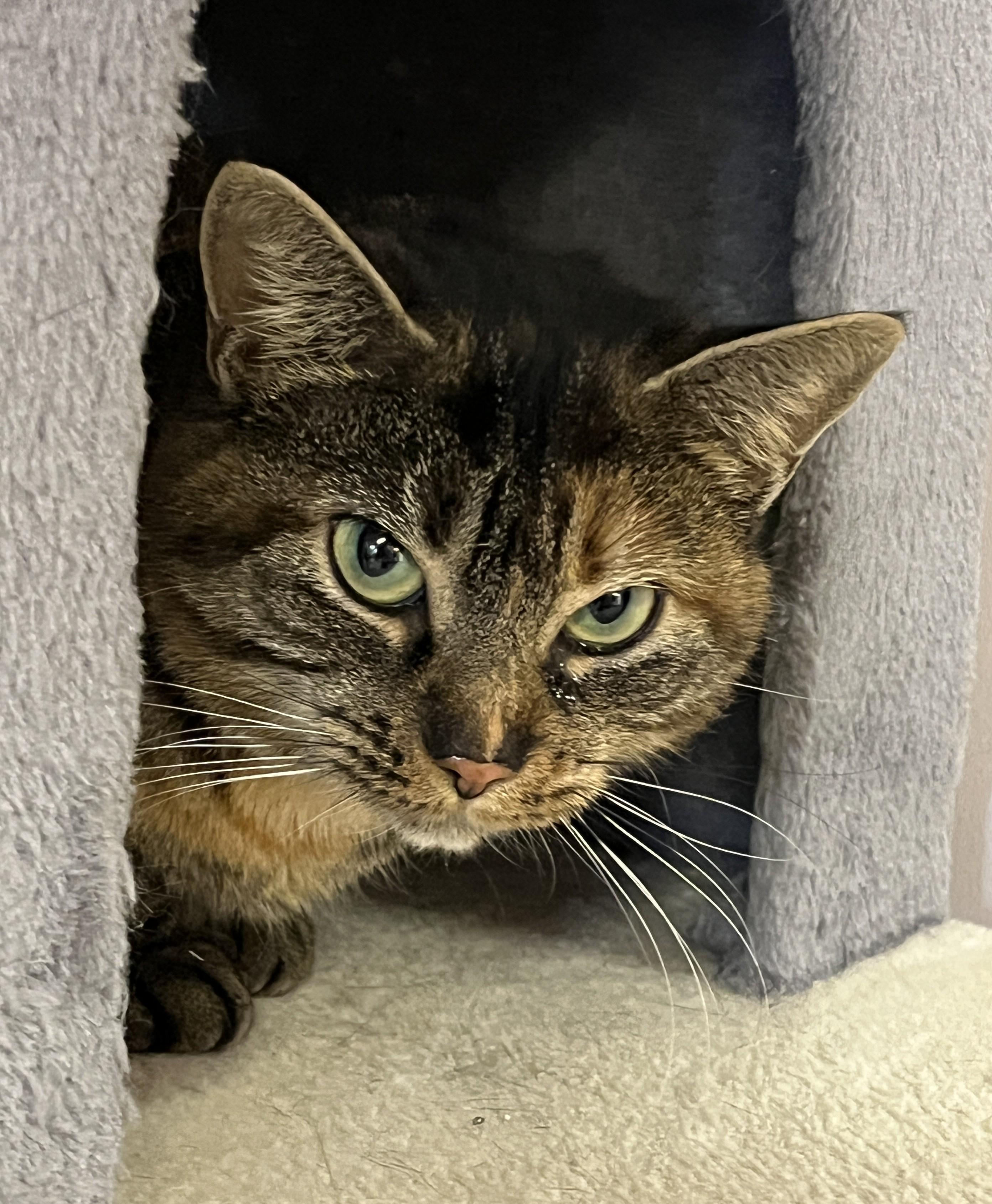 ZOÉ (CR/SC), a Adoptable Domestic Short Hair in Sainte-Angele-de-Monnoir, QC image 2/6