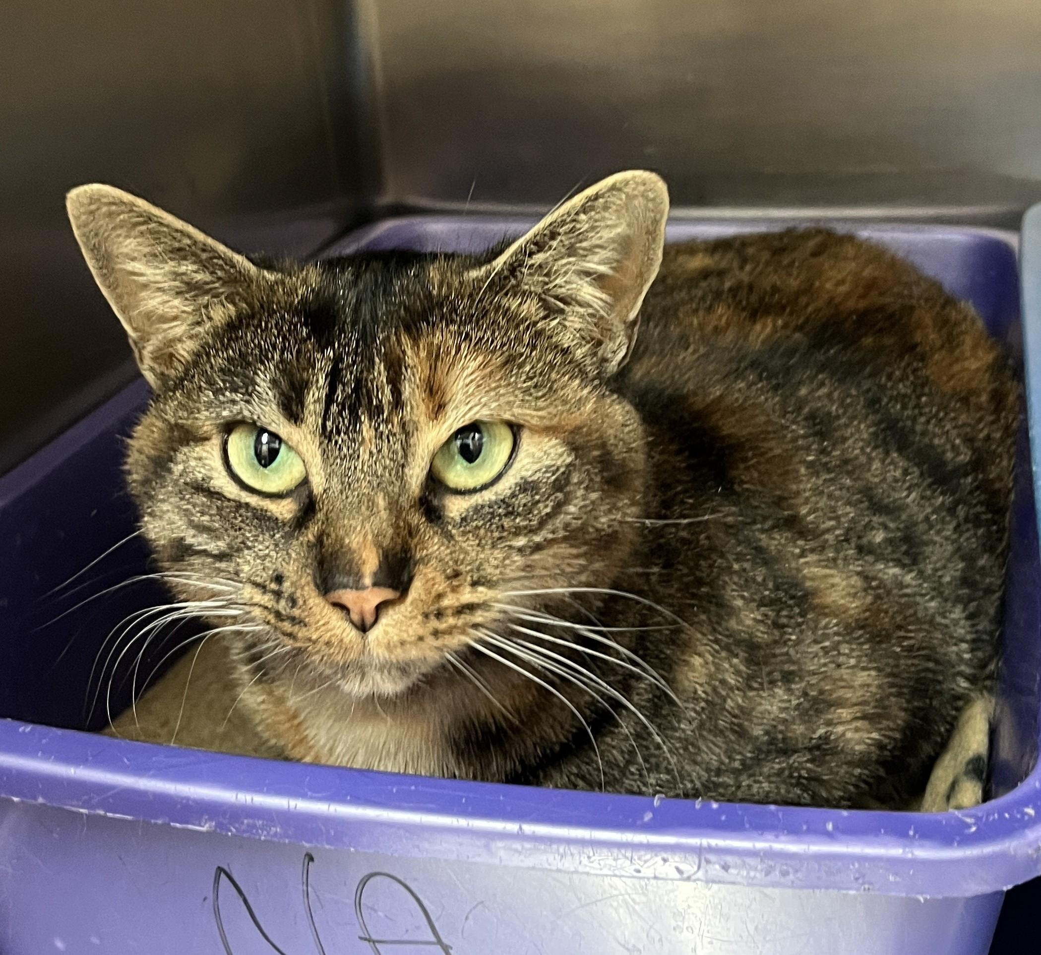 ZOÉ (CR/SC), a Adoptable Domestic Short Hair in Sainte-Angele-de-Monnoir, QC image 3/6