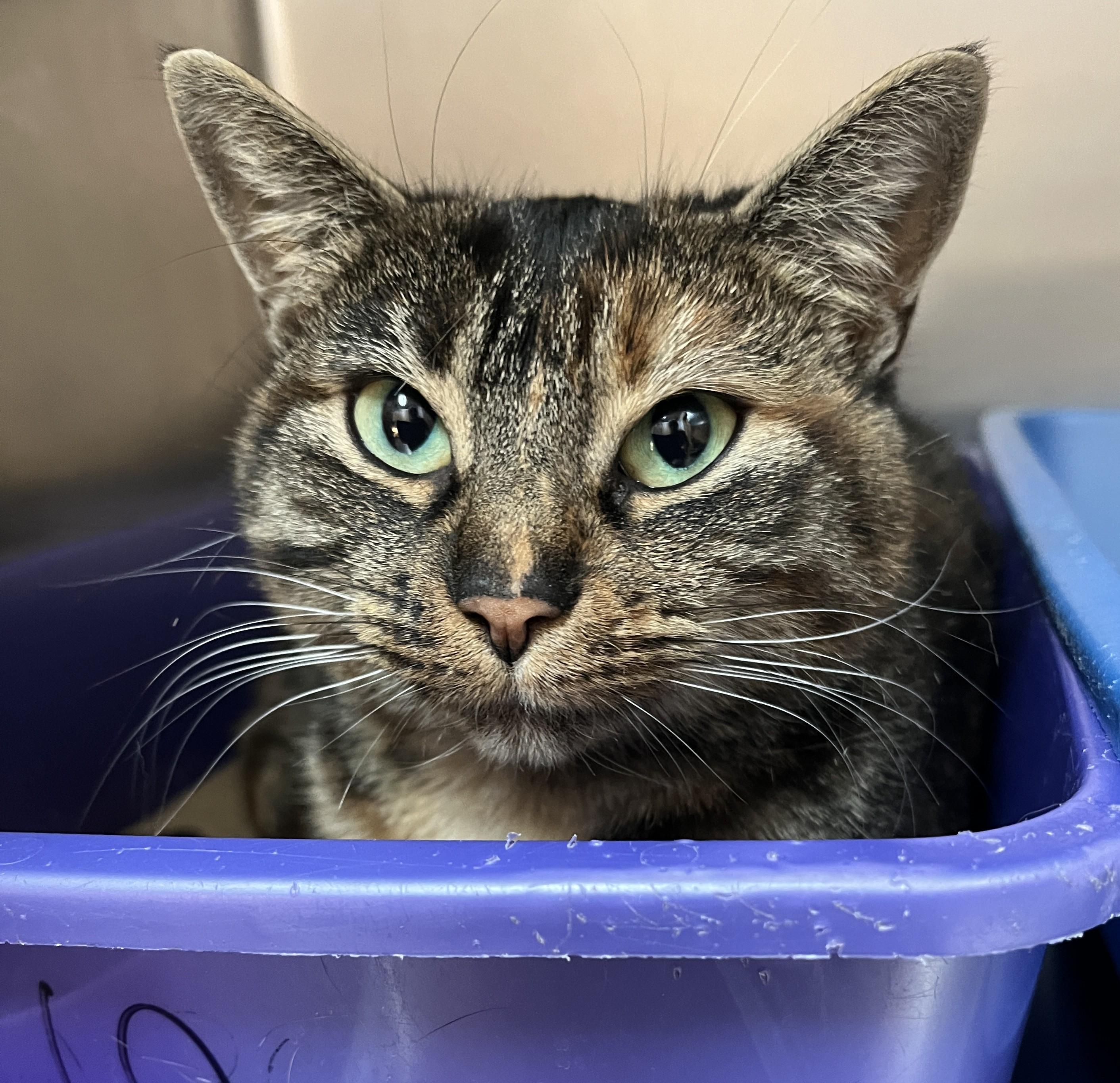 ZOÉ (CR/SC), a Adoptable Domestic Short Hair in Sainte-Angele-de-Monnoir, QC image 4/6