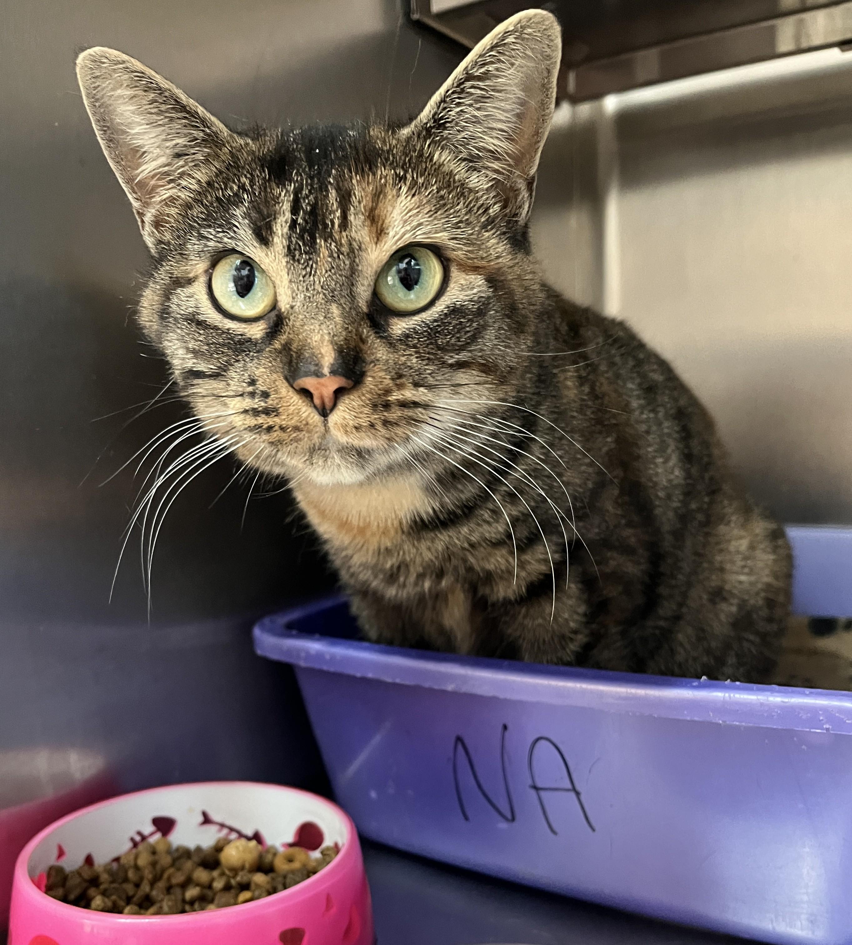 ZOÉ (CR/SC), a Adoptable Domestic Short Hair in Sainte-Angele-de-Monnoir, QC image 5/6