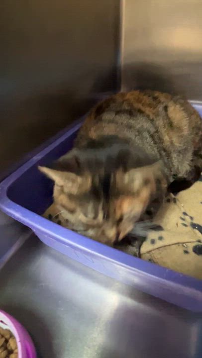 Enlarge ZOÉ (CR/SC), a Adoptable Domestic Short Hair in Sainte-Angele-de-Monnoir, QC video 6/6