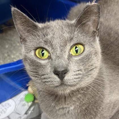 Grey Baby, a ADOPTABLE Domestic Short Hair in North Myrtle Beach, SC image 4/5