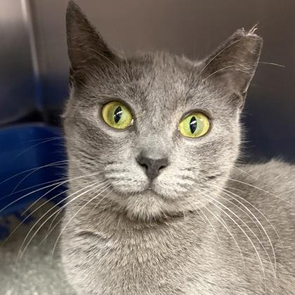 Grey Baby, a ADOPTABLE Domestic Short Hair in North Myrtle Beach, SC image 2/5