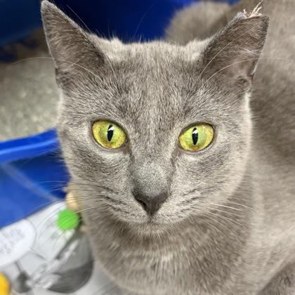 Grey Baby — thumbnail 3