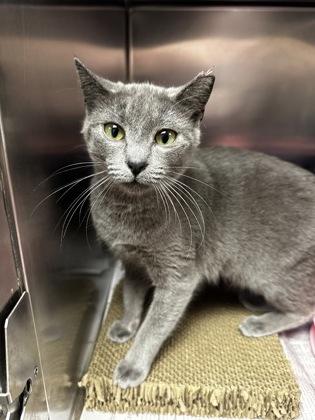 Grey Baby, a ADOPTABLE Domestic Short Hair in North Myrtle Beach, SC image 5/5