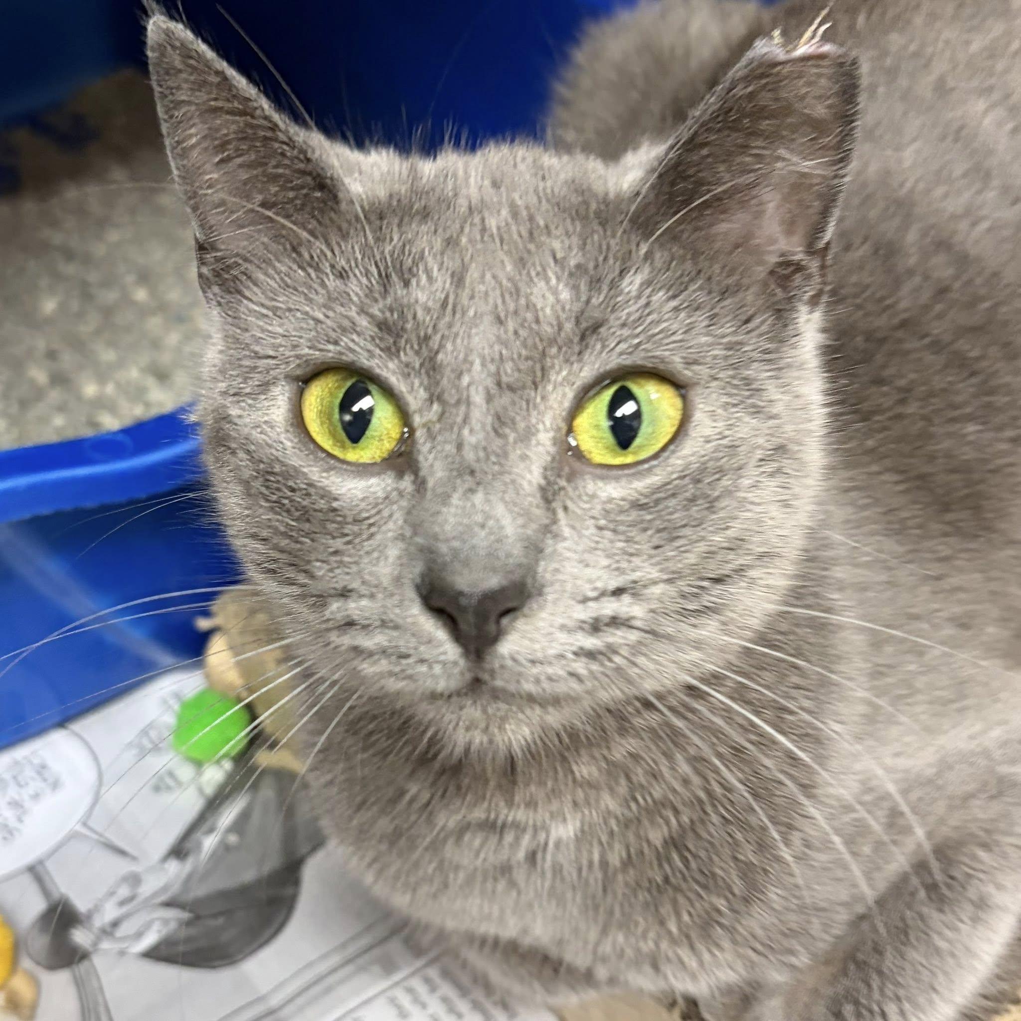 Grey Baby — thumbnail 5