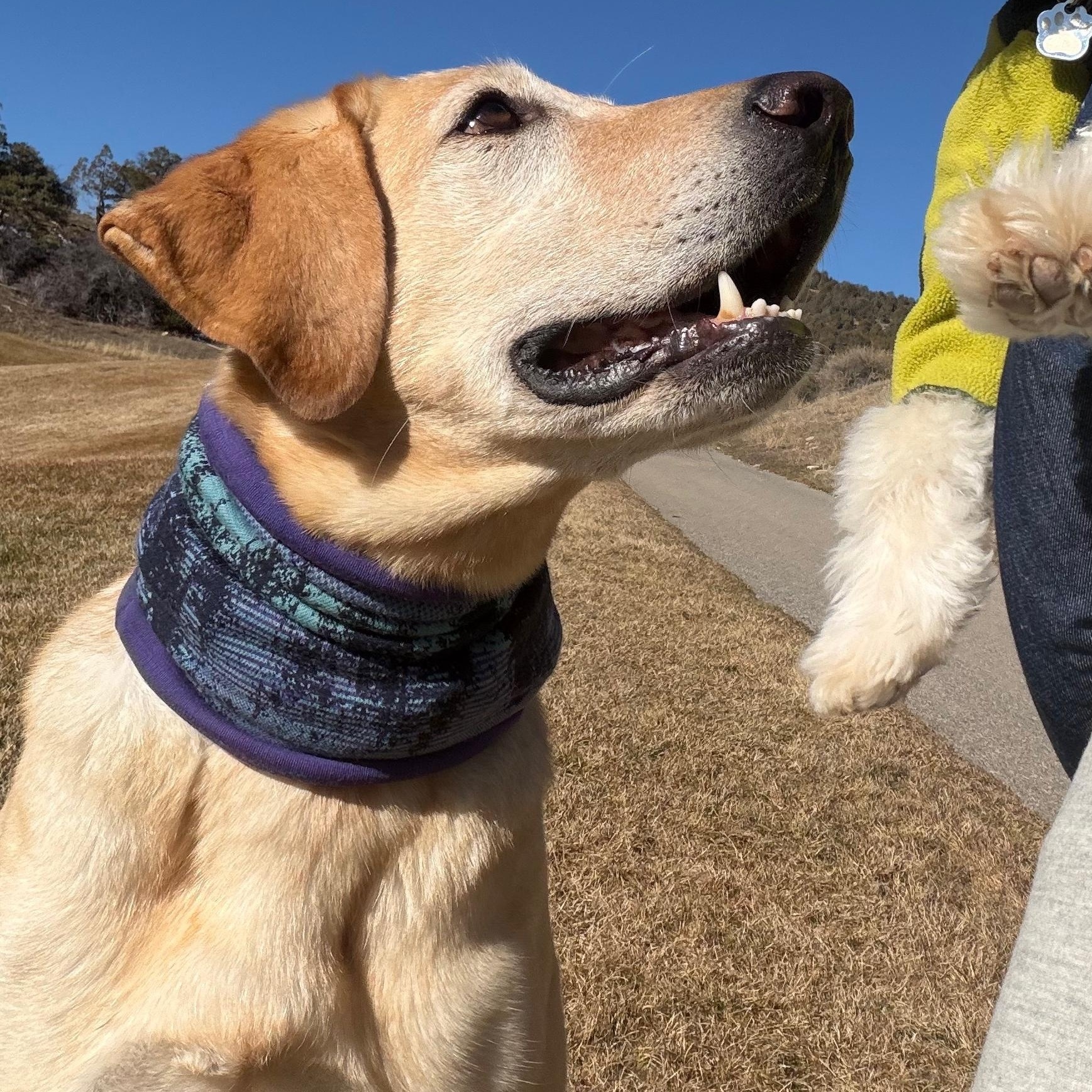 Enlarge Ellie, an adopted mixed breed in Aspen, CO image 2/3