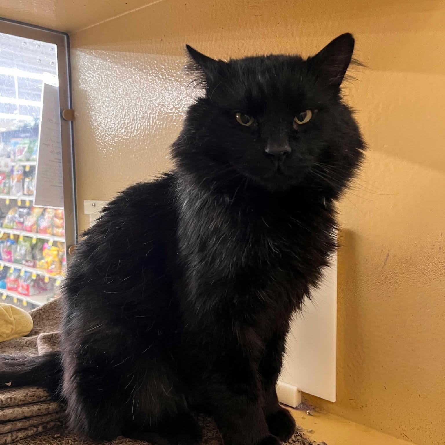Snape, adopted, Young Male Domestic Long Hair.