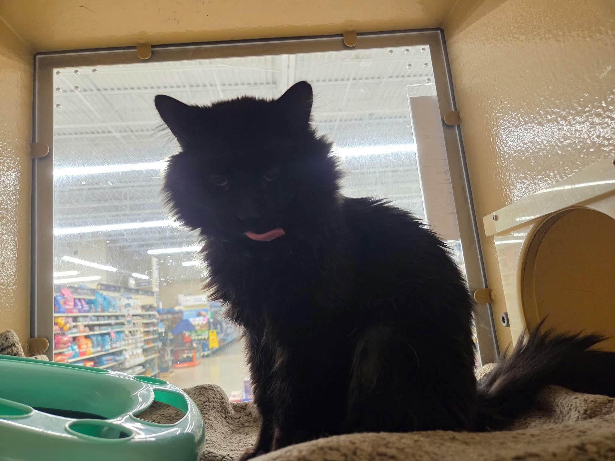 Snape, an adopted Domestic Long Hair in Gladstone, OR image 3/6