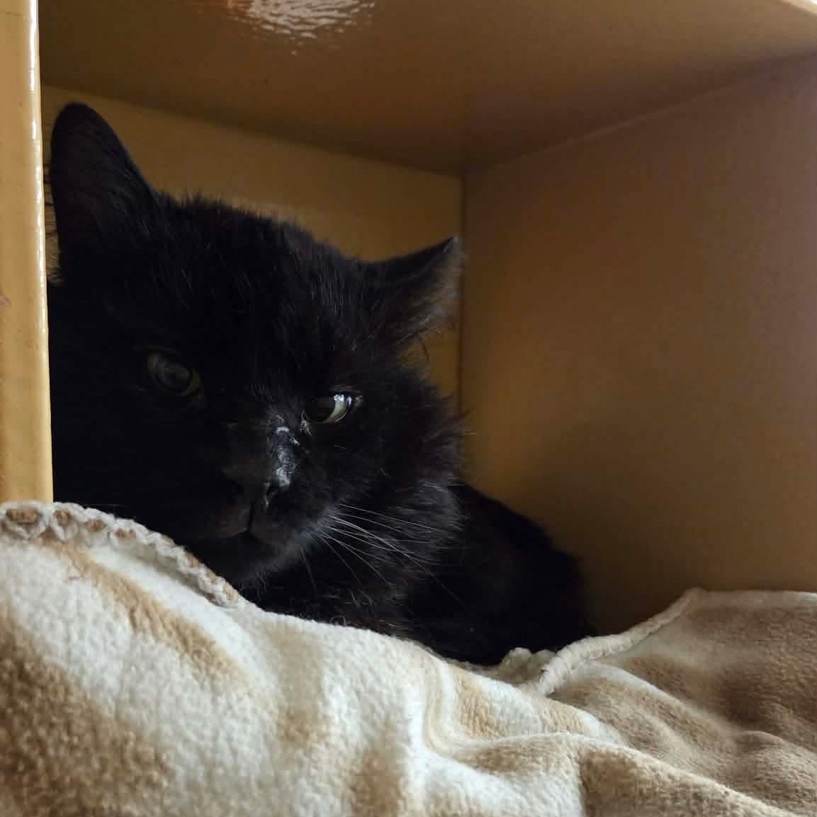 Snape, a ADOPTABLE Domestic Long Hair in Gladstone, OR image 2/2