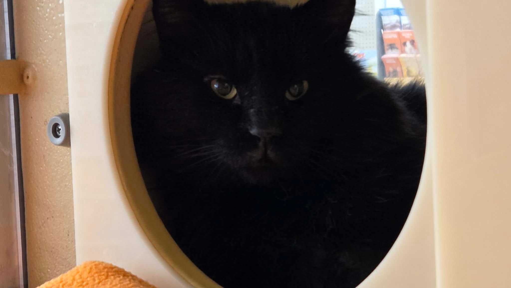 Snape, a ADOPTABLE Domestic Long Hair in Gladstone, OR image 1/2