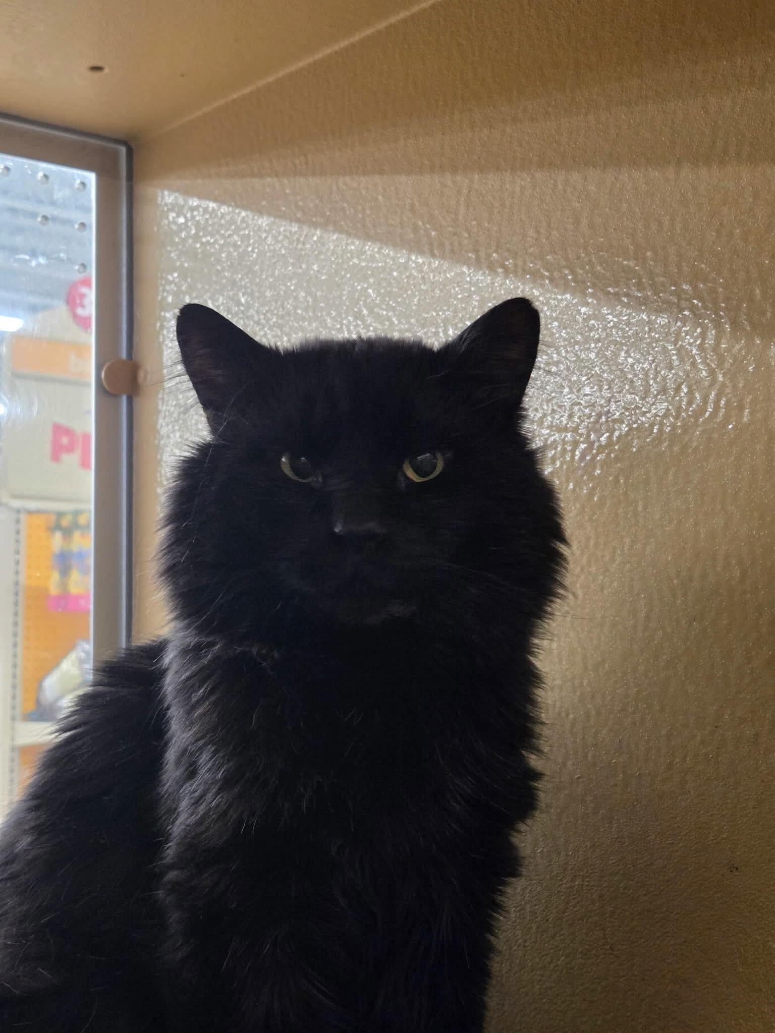 Snape, an adopted Domestic Long Hair in Gladstone, OR image 2/6