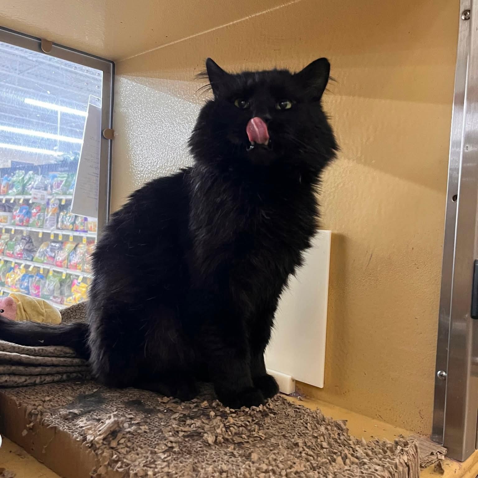 Snape, an adopted Domestic Long Hair in Gladstone, OR image 6/6