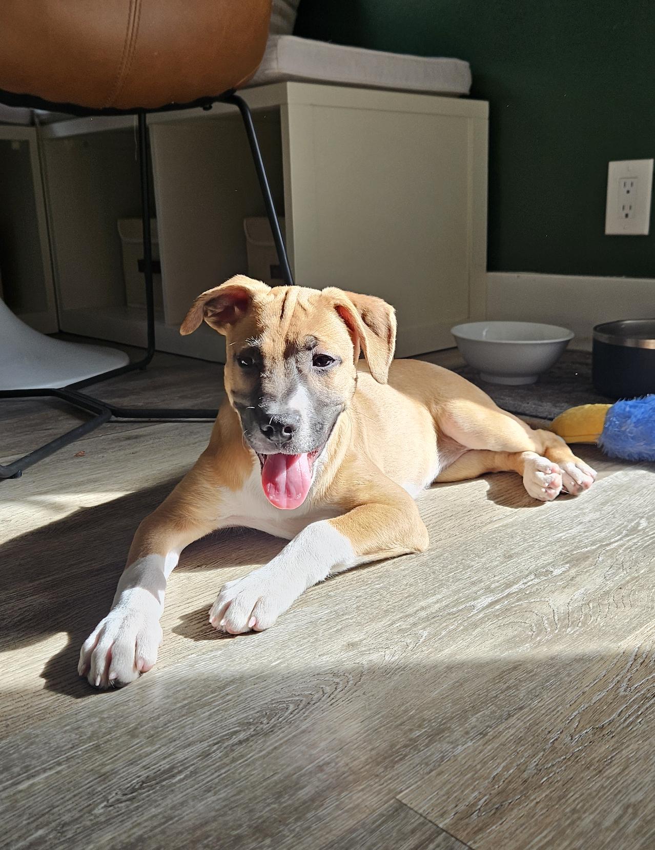 SANSA, an adopted mixed breed in Oroville , CA image 2/5