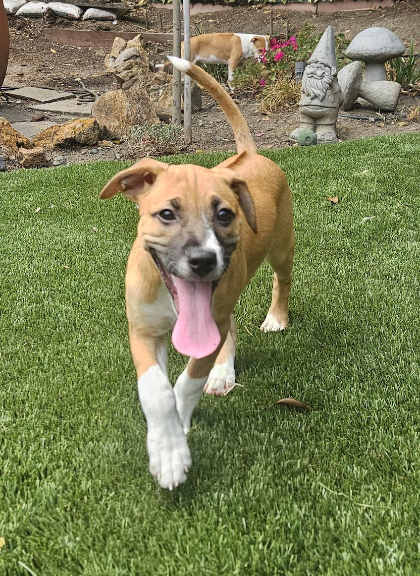 SANSA, adopted, Puppy Female Rhodesian Ridgeback.