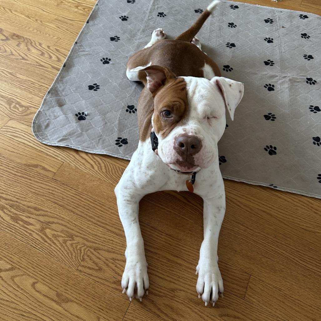 Enlarge Lucie, a Adoptable mixed breed in Northbrook, IL image 2/6