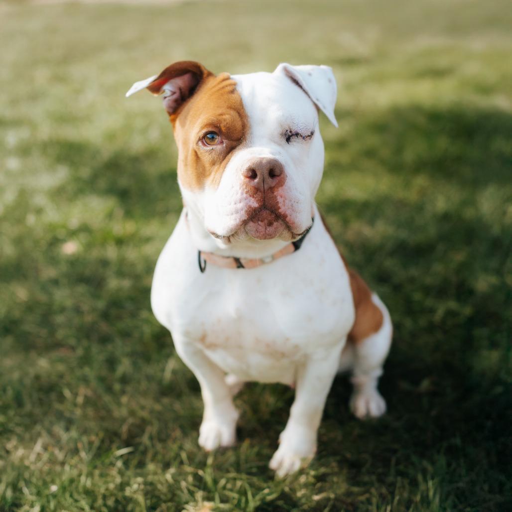 Enlarge Lucie, a Adoptable mixed breed in Northbrook, IL image 3/6