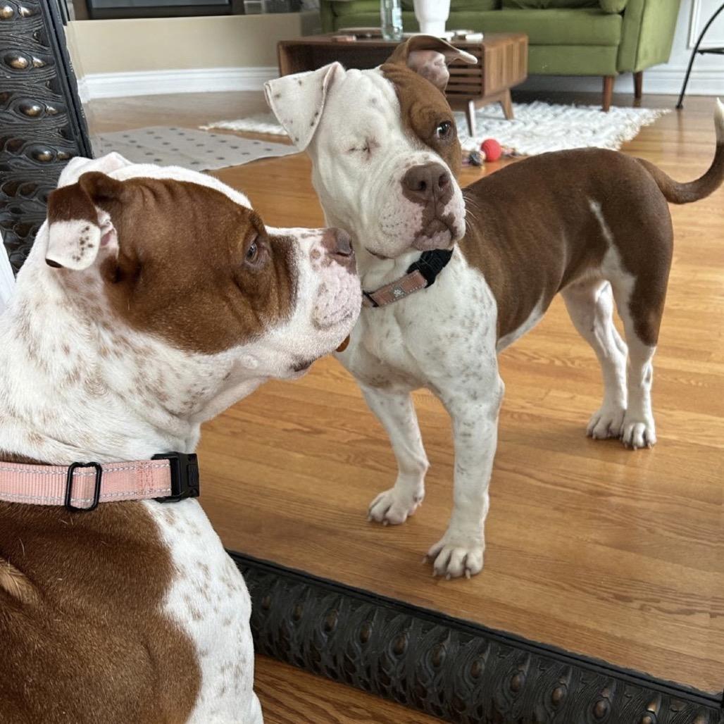 Enlarge Lucie, a Adoptable mixed breed in Northbrook, IL image 5/6