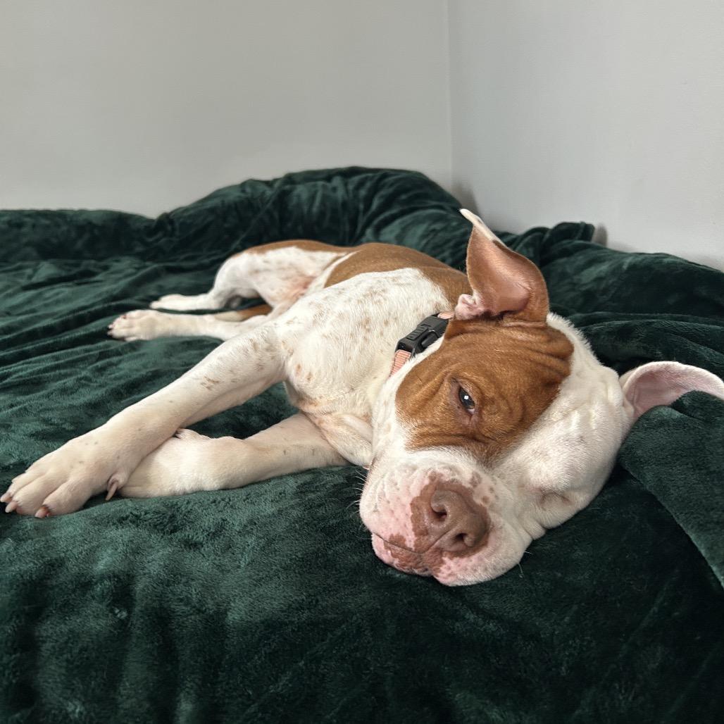 Enlarge Lucie, a Adoptable mixed breed in Northbrook, IL image 6/6