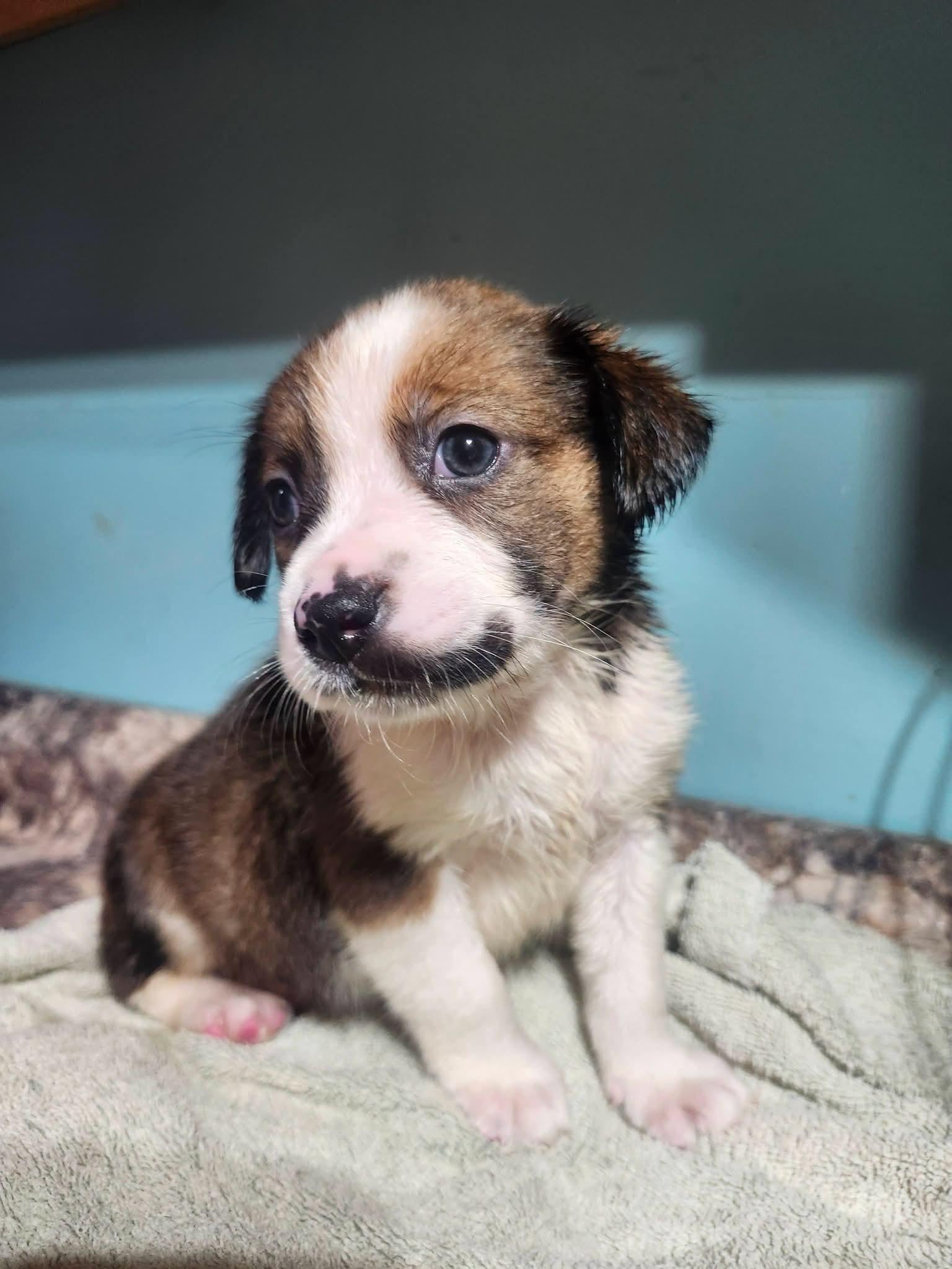 Enlarge Kona, a Adopted mixed breed in Cosby, TN image 3/4