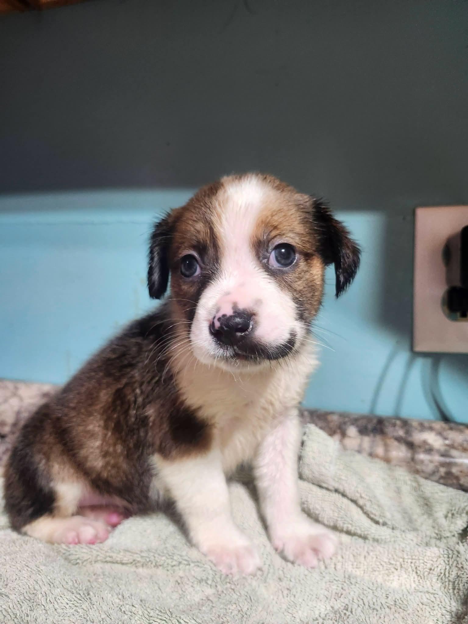 Enlarge Kona, a Adopted mixed breed in Cosby, TN image 1/4