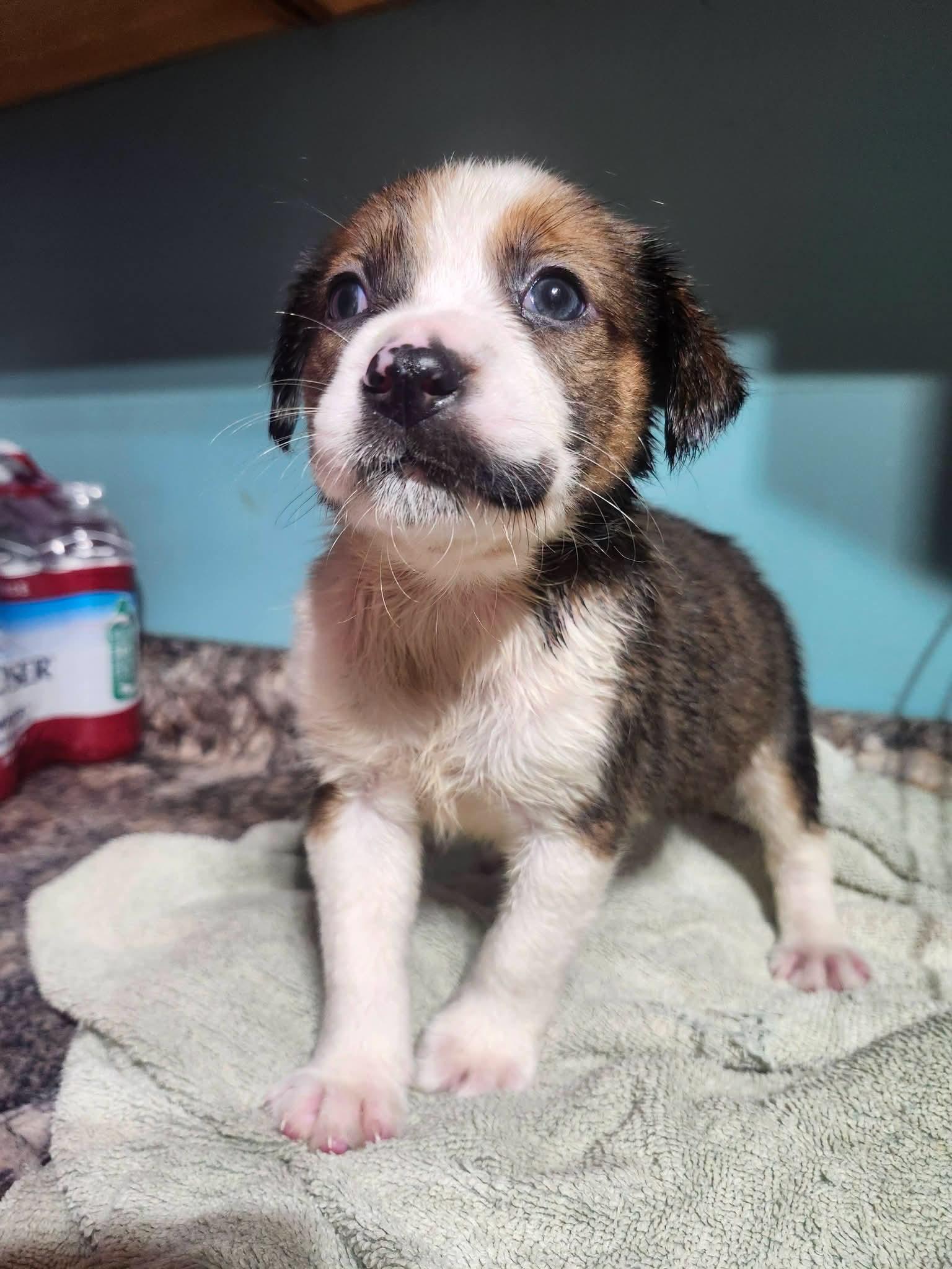 Enlarge Kona, a Adopted mixed breed in Cosby, TN image 2/4