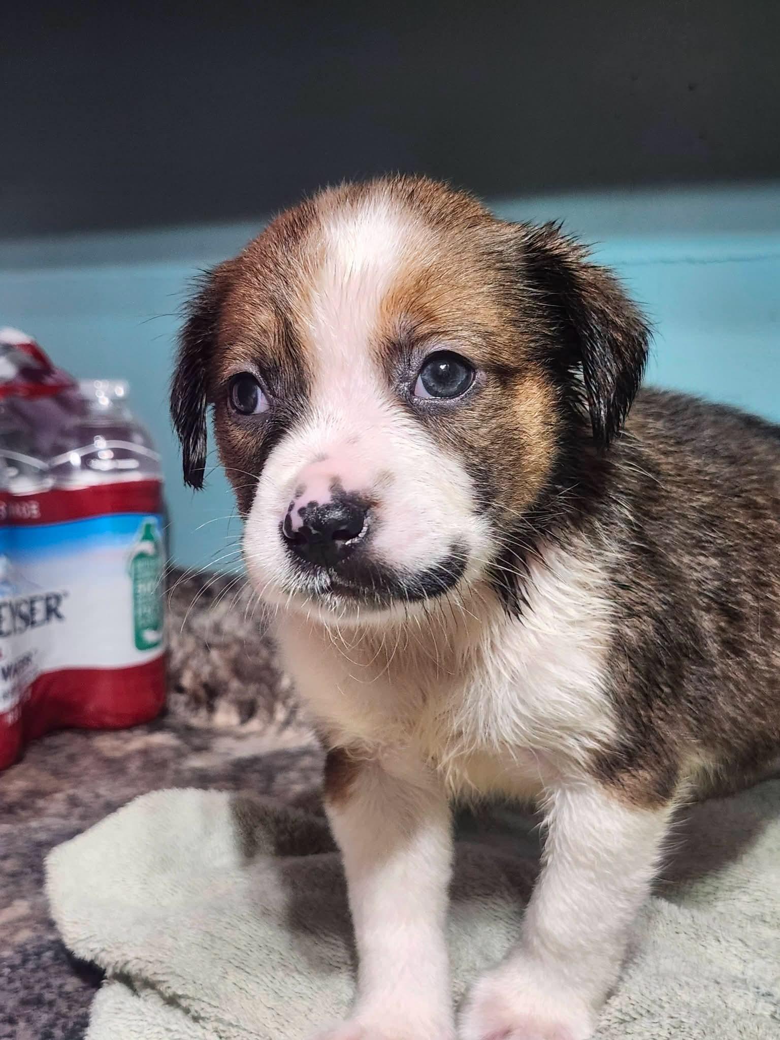 Enlarge Kona, a Adopted mixed breed in Cosby, TN image 4/4
