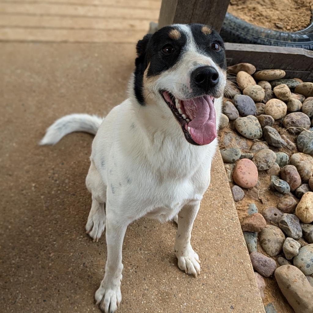 Wendy2, a Adoptable mixed breed in Dallas, TX image 2/6