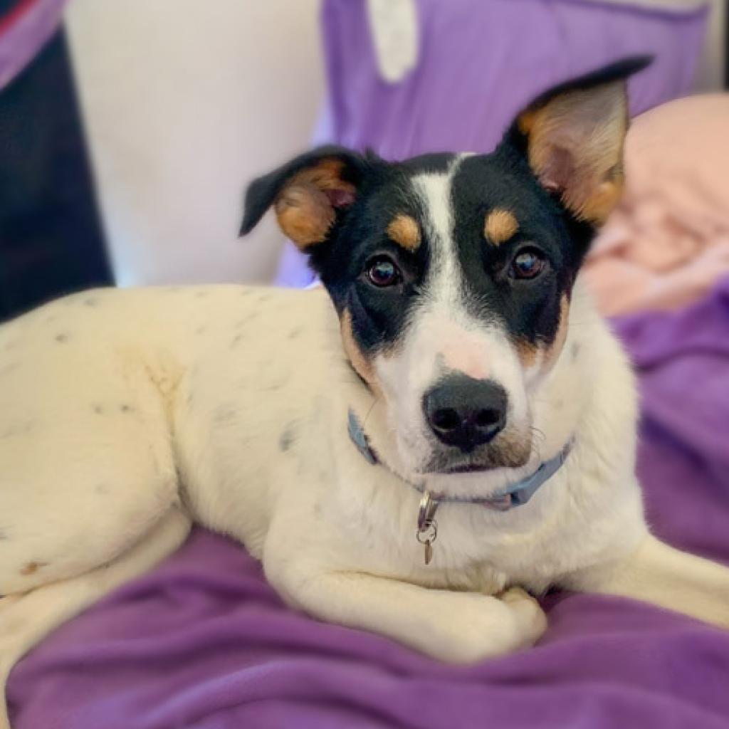 Wendy2, a Adoptable mixed breed in Dallas, TX image 3/6