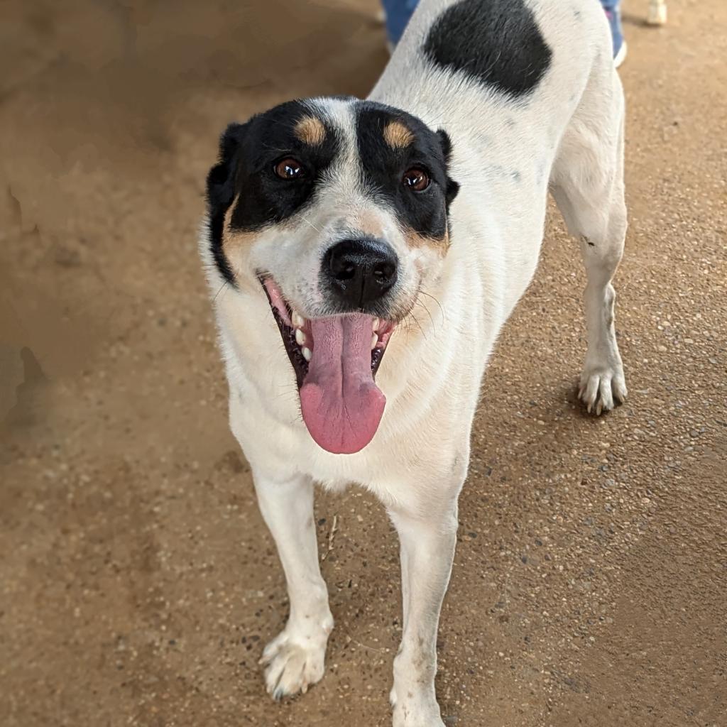 Wendy2, a Adoptable mixed breed in Dallas, TX image 4/6
