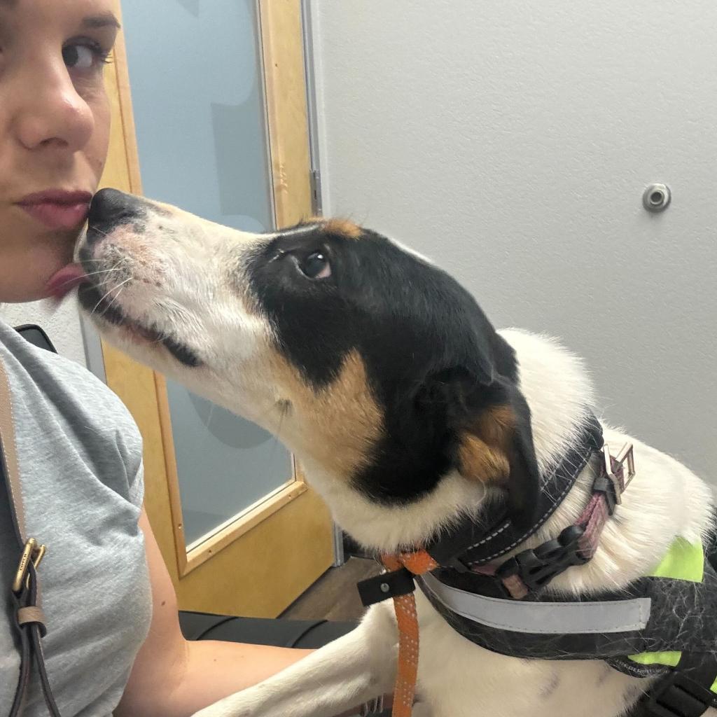 Enlarge Wendy2, a Adoptable mixed breed in Dallas, TX image 2/6