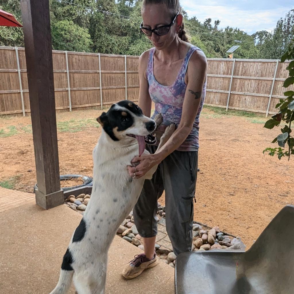 Wendy2, a Adoptable mixed breed in Dallas, TX image 6/6