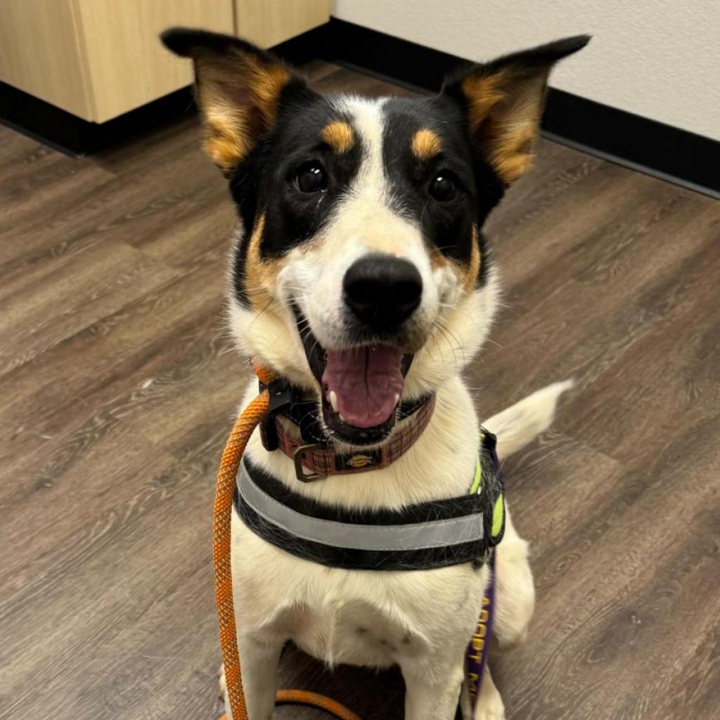 Enlarge Wendy2, a Adoptable mixed breed in Dallas, TX image 3/6