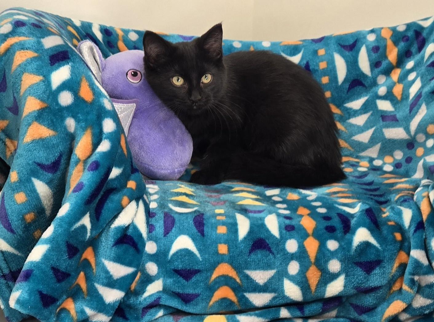 Enlarge MIdnight, a Adoptable Domestic Short Hair in Bluffton, IN image 1/1