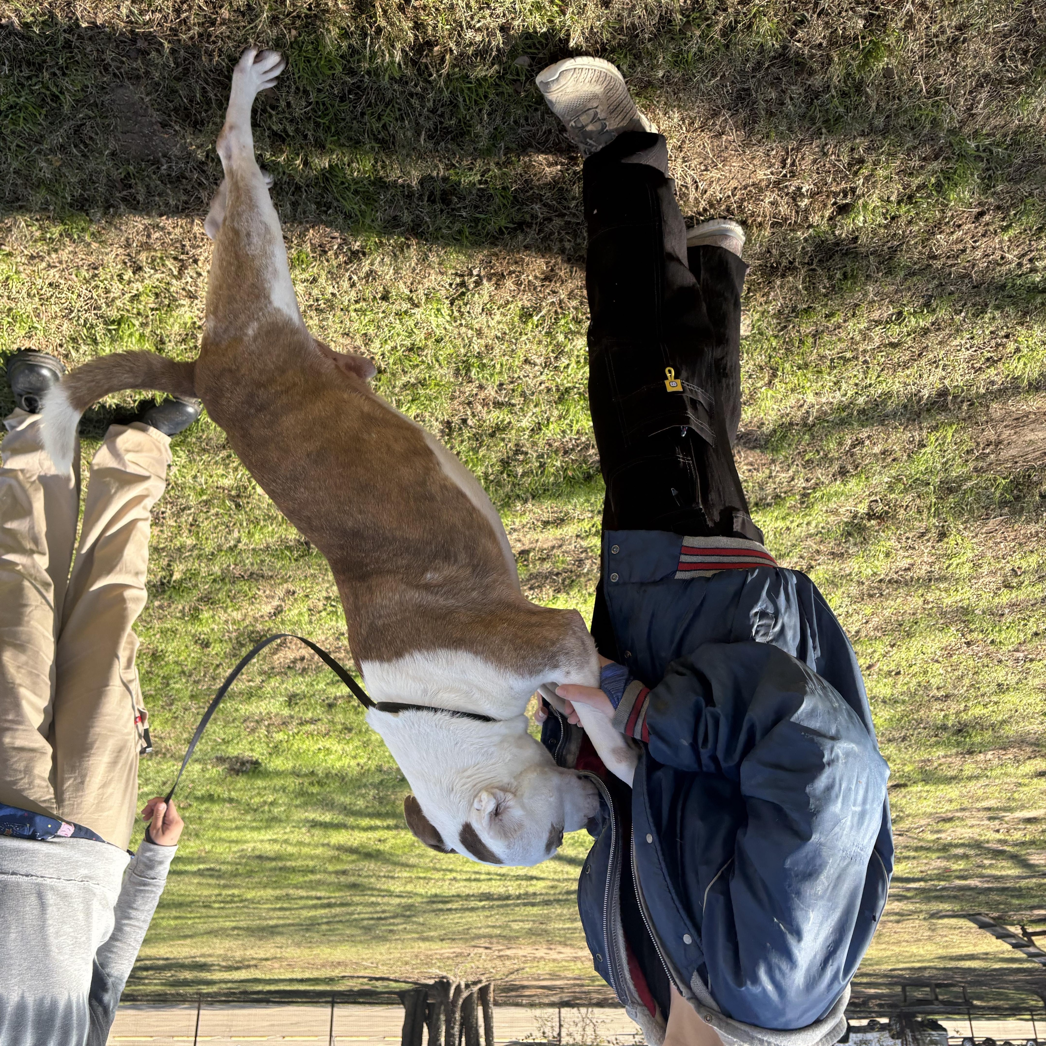 Enlarge Max , a ADOPTABLE mixed breed in Fort Worth, TX image 2/3