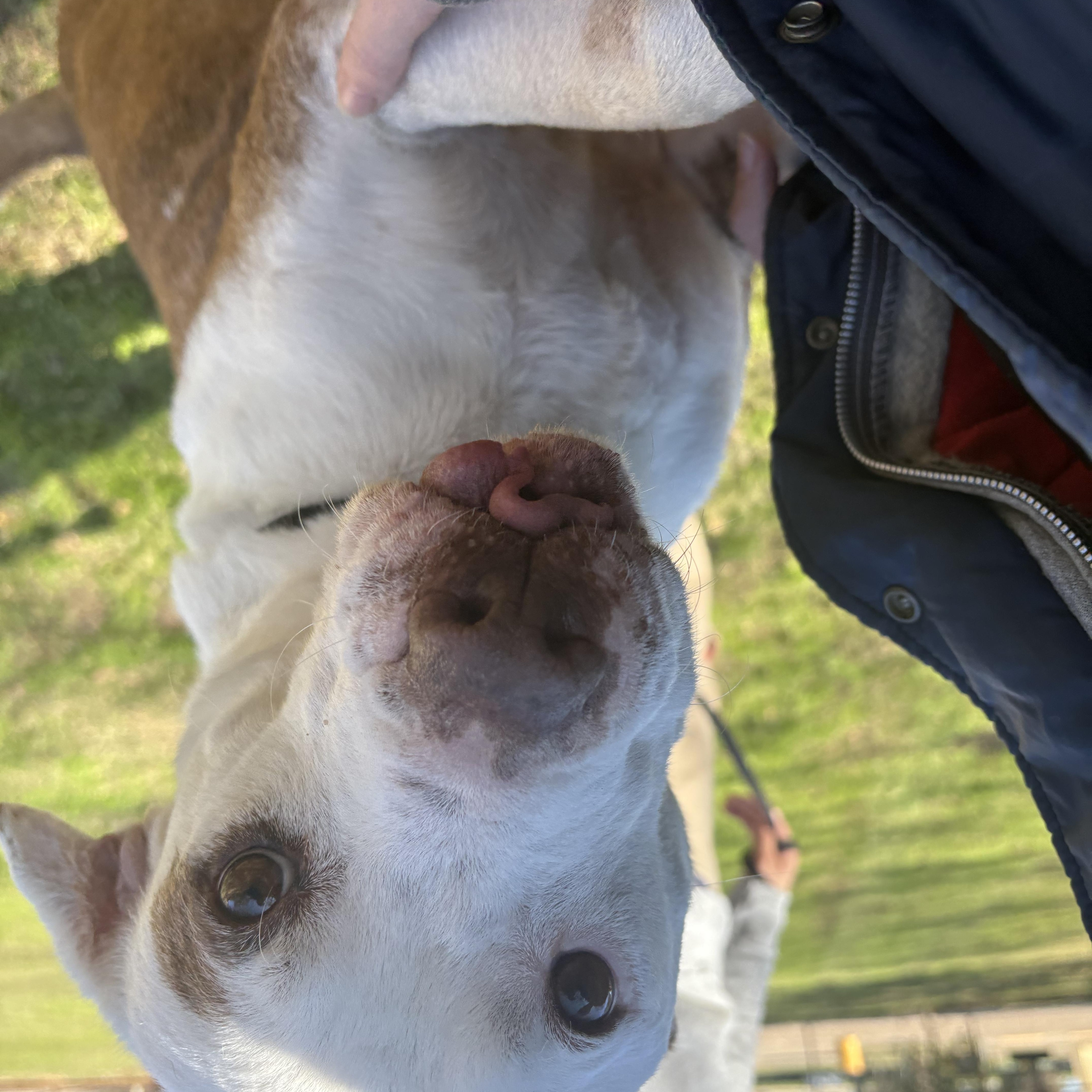 Max , ADOPTABLE, Senior Male Pit Bull Terrier.