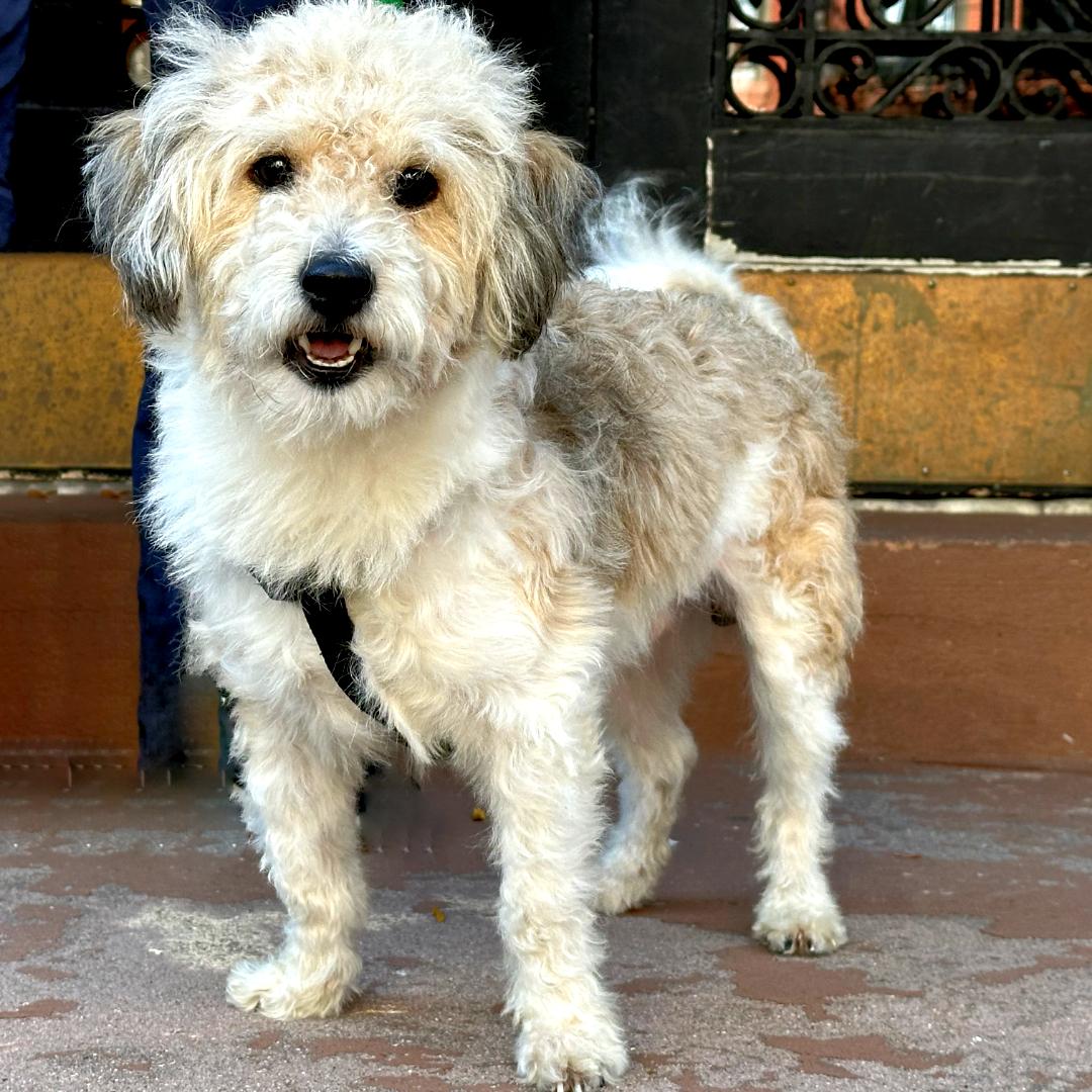 Kip, Adopted, Young Male Mixed Breed & Wire Fox Terrier.
