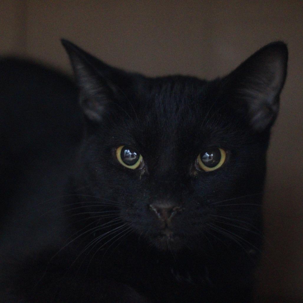 Enlarge Sporty, a Adoptable Domestic Short Hair in Kenosha, WI image 2/2