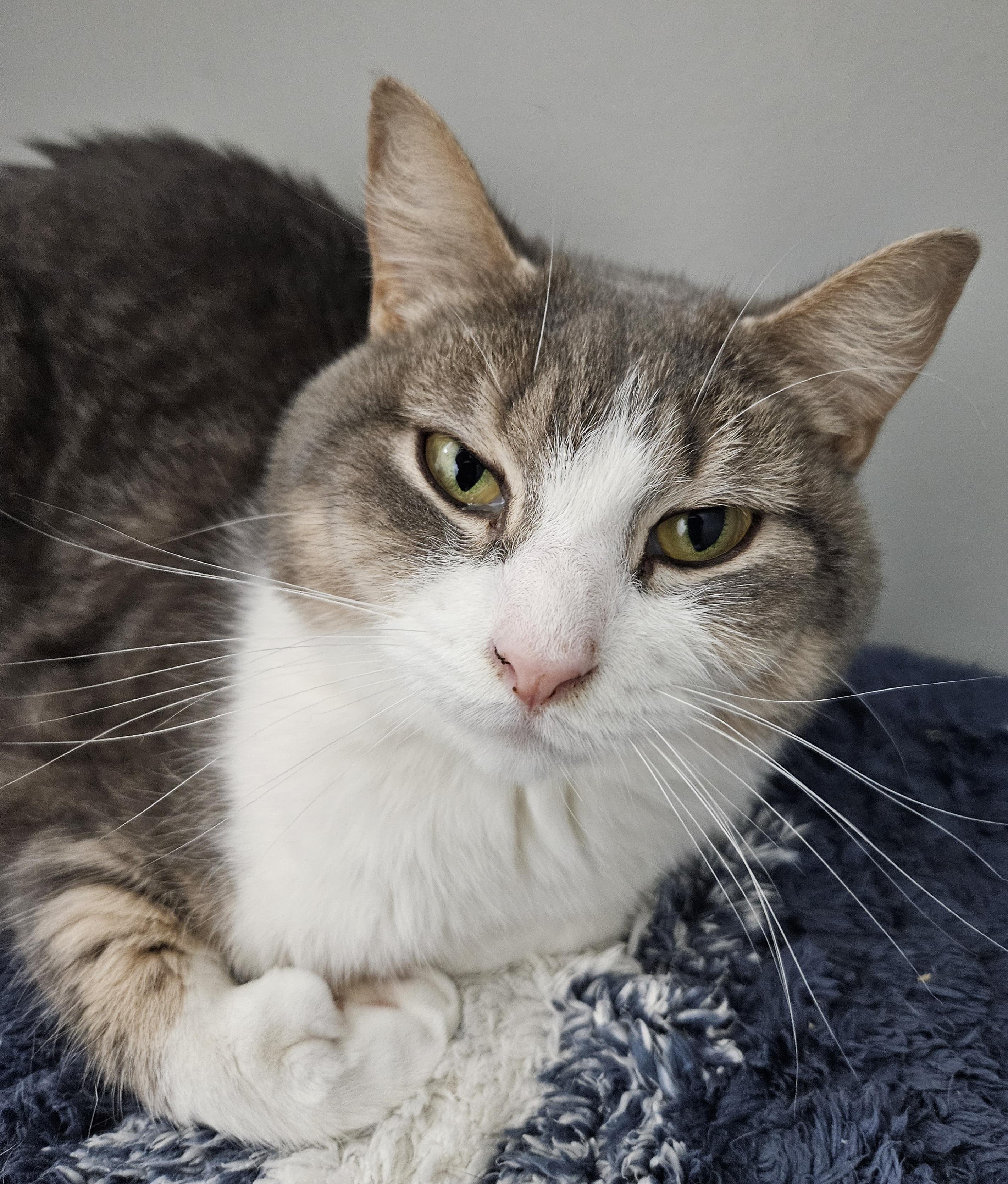 Enlarge Brooke & Milagros-BONDED PAIR, a Adoptable mixed breed in Berlin, CT image 1/5