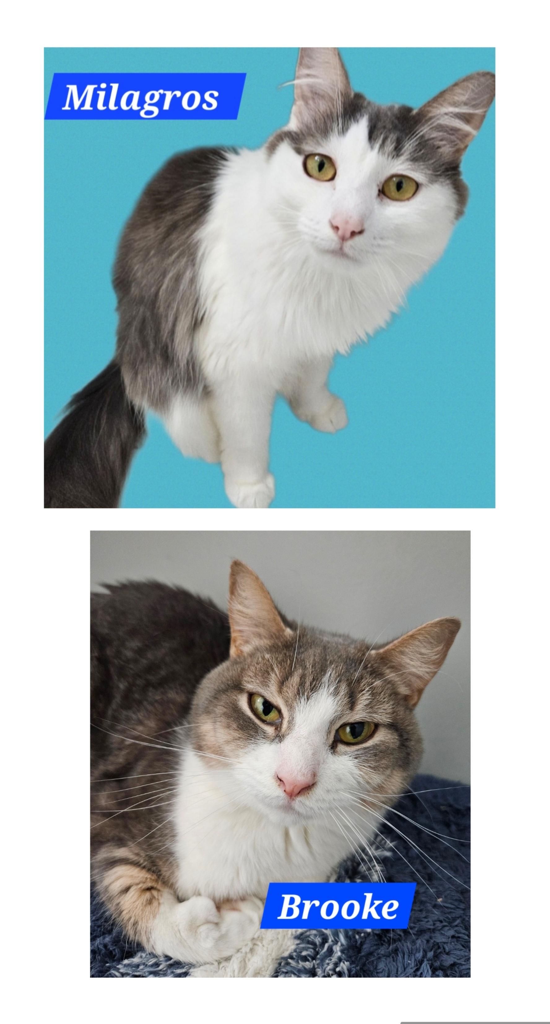Enlarge Brooke & Milagros-BONDED PAIR, a Adoptable mixed breed in Berlin, CT image 2/5