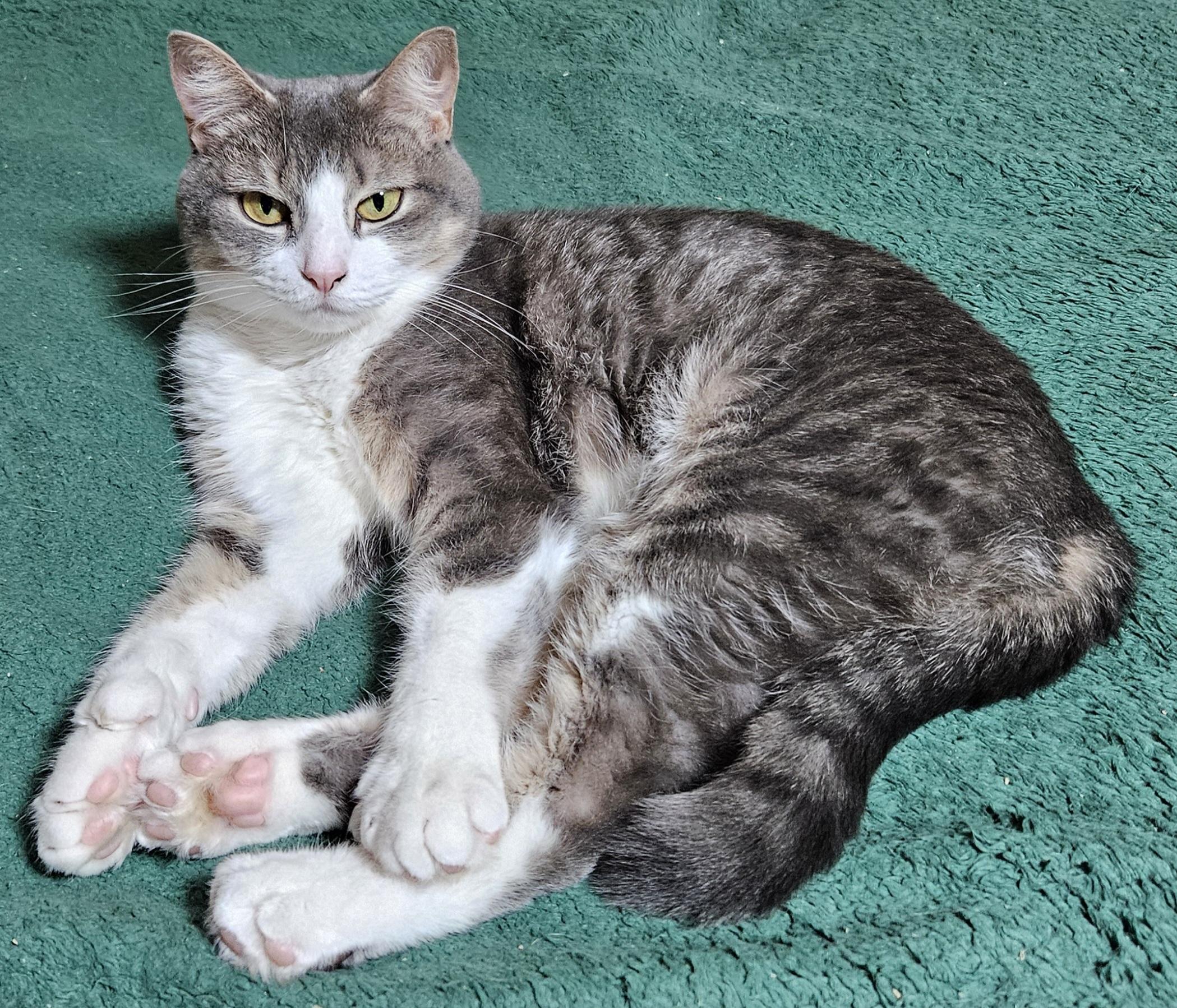 Enlarge Brooke & Milagros-BONDED PAIR, a Adoptable mixed breed in Berlin, CT image 3/5