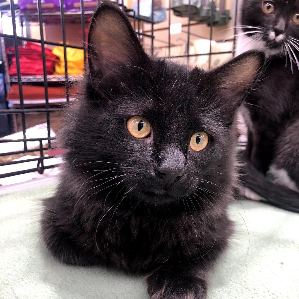 Nebula — thumbnail 2