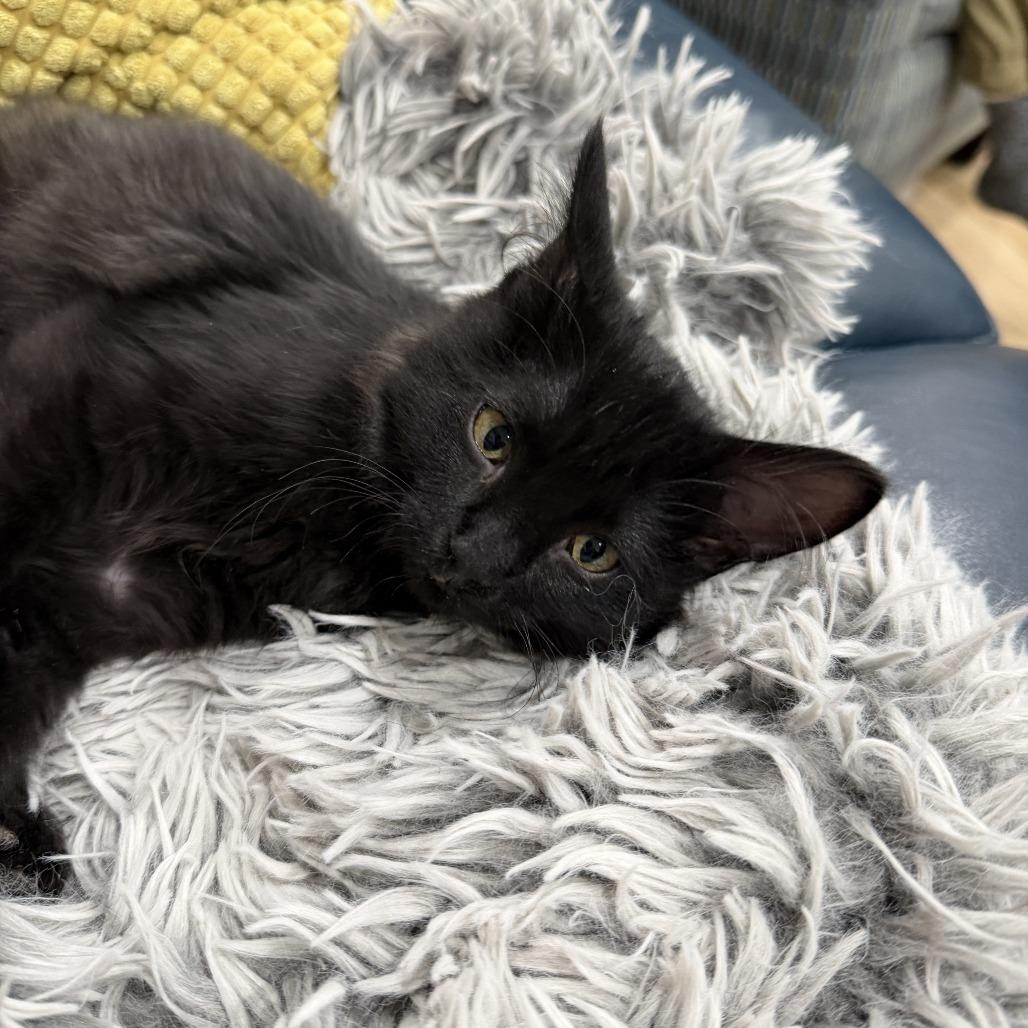 Nebula — thumbnail 3