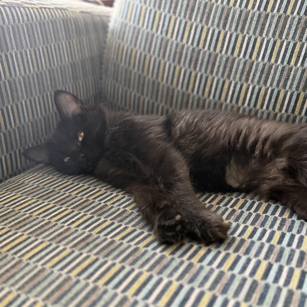 Nebula — thumbnail 4