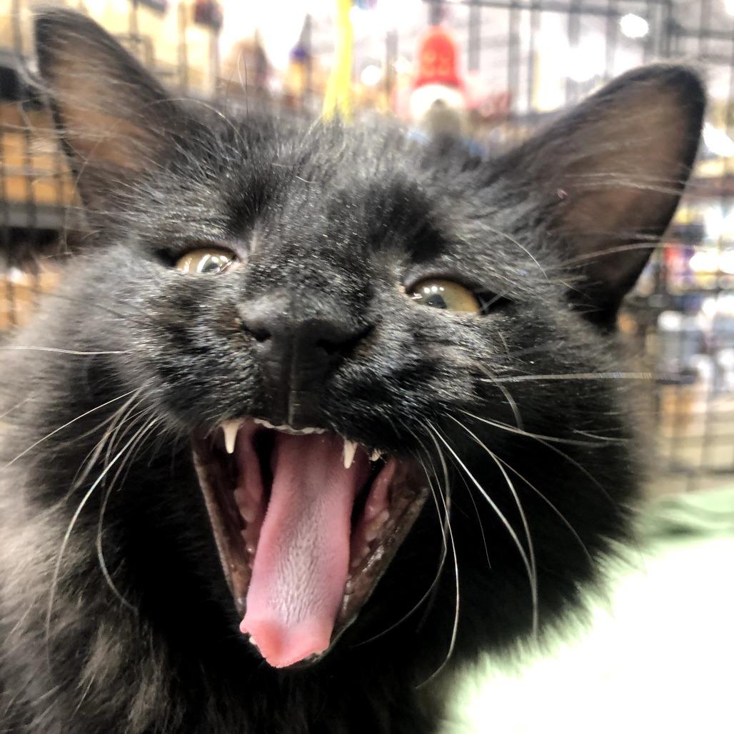 Nebula — thumbnail 5